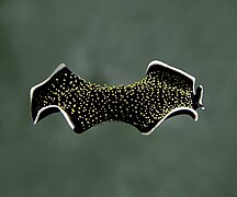 Yellow papillae flatworm (Thysanozoon nigropapillosum) (cropped)