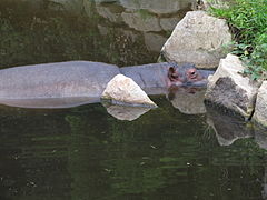 Hippopotame (de Pablo Escobar ?)