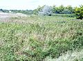 La roselière de la Dour Red (palud situé à la limite communale entre Penmarc'h et Guilvinec près de la plage du Stêr).