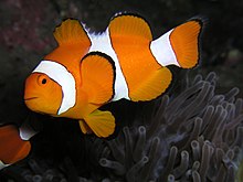 Amphiprion ocellaris