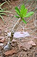 Stonkový sukulent Brighamia insignis