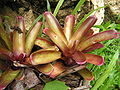 Bromeliad10