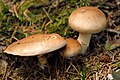 Cortinarius caninus