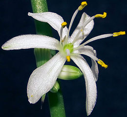 A Chlorophytum comosum virága