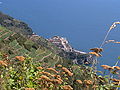 Feixes o marjades de pedra seca a Cinque Terre o, en lígur: Çinque Taere, a la regió de Ligúria, Itàlia.