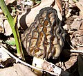 Morchella elata