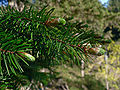 Image 19Pinaceae: needle-like leaves and vegetative buds of Coast Douglas fir (Pseudotsuga menziesii var. menziesii) (from Conifer)