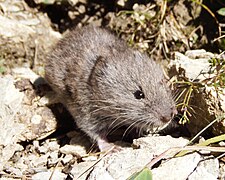 Șoarece de zăpadă (Microtus nivalis)