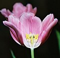 Androecium lan gynoecium ing tulip