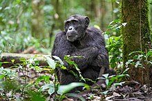 Mâle alpha au Parc national de Kibale, en Ouganda.