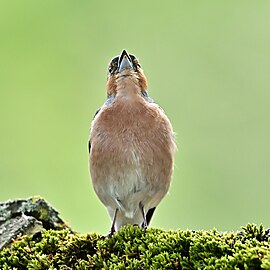 singing chaffinch