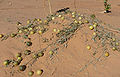 Coloquintide nel deserto Adrar