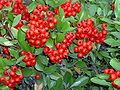 Pyracantha coccinea