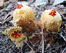 Calostoma ravenelii (Calostomataceae).