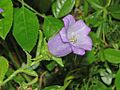 Campanula medium