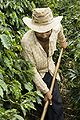 Image 137Brazil is the largest producer and exporter of coffee in the world. Brazilian coffee farmer producing. (from Economy of Brazil)