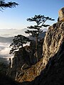 Schwarzföhren beim Plattenstein, Blick nach Westen