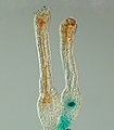 El polycomb FIE de gen és expressat (blau) en unfertilised cèl·lules d'ou de la molsa P. patens (Correcte) i l'expressió deixa de després que fertilització en l'esporòfit diploide en desenvolupament (esquerre). In situ GUS staining de dos sexe femella òrgans (archegonia) d'un transgenic la planta que expressa un translational fusió de FIE-uidA sota control del promotor de FIE natiu.