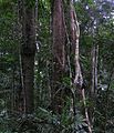 Deževni gozd Daintree, Queensland, Avstralija