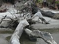 Image 95 Driftwood (from Marine fungi)