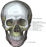 Vista anterior do cranio