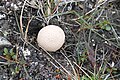 Zwergweiden-Stäubling Lycoperdon frigidum