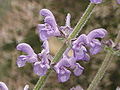 Salvia kopetdaghensis