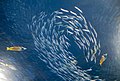 Image 10Predator fish sizing up schooling forage fish (from Marine food web)