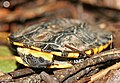 Tortue Platemys platycephala.