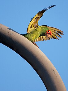 A feral parrot in San Francisco California