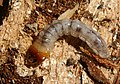 Larva de coleòpter