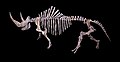 更新世时代的披毛犀完整骨架 – 370,000至10,000年前