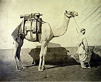 Dromedár dělostřelců, Egypt, albuminový papír 24 x 31 cm, 1866