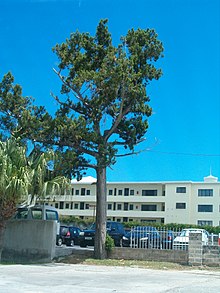 Großer Baum vor flachem Betonhaus