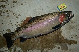 Oncorhynchus mykiss (Salmoniformes)