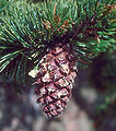 Pinus arisatataの球果