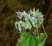 Pseudocreobotra wahlbergii з родини Hymenopodidae (ПАР)