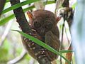 Tarsier in Bohol, Philippines.