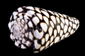 Conus marmoreus shell