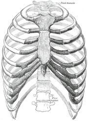 Die menslike ribbekas. (Bron: Gray's Anatomy of the Human Body, 20ste uitg., 1918.)