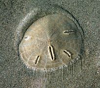 Sand dollar (Mellita longifissa).