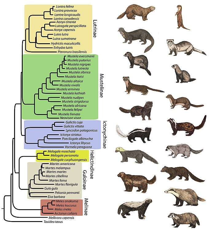 Xantekaf aal ke Merikol (Mustelidae), dem 53 ke 56 merikolafa katca. [1]