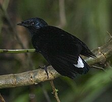 L'oiseau des Fidji qui a inspiré le nom de l'équipe