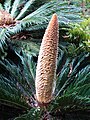 Käpypalmuille tyypillinen erittäin suuri hedekäpy. Japaninkruunukävykki (Cycas revoluta).