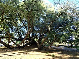 The oak tree in 2016