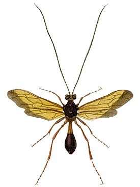 Trachypetus clavatus