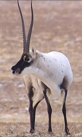 Chiru (Pantholops hodgsonii)