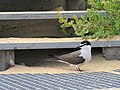 With egg in nest under boardwalk steps on Penguin Island, Western Australia