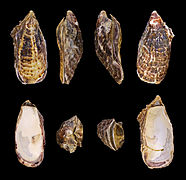 Crassostrea gigas (Ostreida).