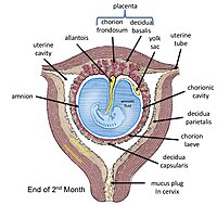 Derde en vierde maand van de zwangerschap (vanaf de menstruatie gerekend)